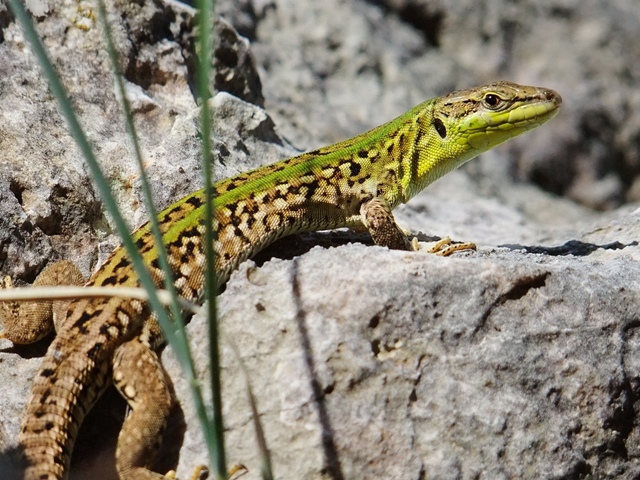 Podarcis melisellensis